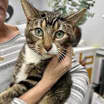 Thumbnail photo of Samwise #1