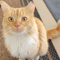 Thumbnail photo of Hobbs #1