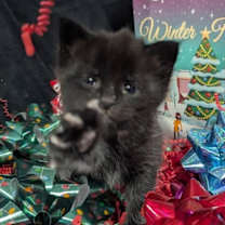 Thumbnail photo of Ribbons #1