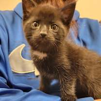 Thumbnail photo of Ribbons #3