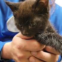 Thumbnail photo of Ribbons #4