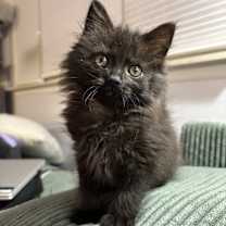 Thumbnail photo of Ume #1