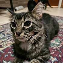 Thumbnail photo of Dutch #3