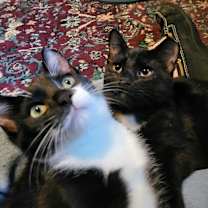 Thumbnail photo of Spaz #4