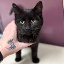 Thumbnail photo of Jingles #1