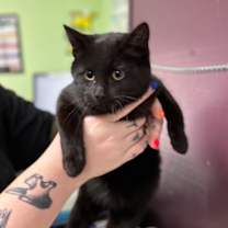 Thumbnail photo of Jingles #2