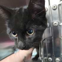 Thumbnail photo of Jingles #3