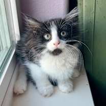 Thumbnail photo of Miter Saw #1