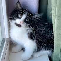 Thumbnail photo of Miter Saw #2