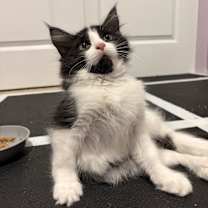 Thumbnail photo of Miter Saw #3