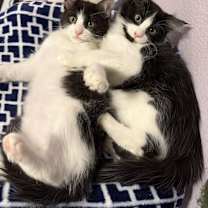 Thumbnail photo of Miter Saw #4