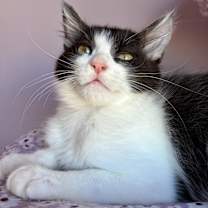 Thumbnail photo of Chainsaw #2