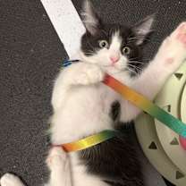 Thumbnail photo of Chainsaw #3