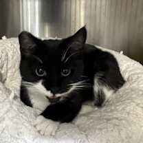 Thumbnail photo of Chef Sweets #1