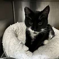 Thumbnail photo of Chef Sweets #2