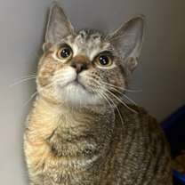 Thumbnail photo of Daphne #2