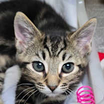 Thumbnail photo of 88786a Jack- PetSmart North Ch #1