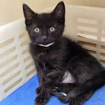 Thumbnail photo of 88806A Sage- PetSmart North Ch #1