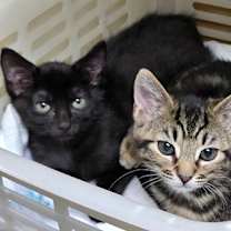 Thumbnail photo of 88786a Jack- PetSmart North Ch #2