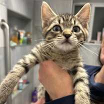 Thumbnail photo of Jack II #1