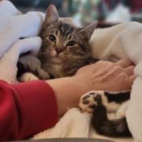 Thumbnail photo of Yoshi #1