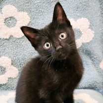 Thumbnail photo of Miso #1