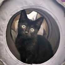 Thumbnail photo of Miso #2