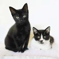 Thumbnail photo of Miso #3