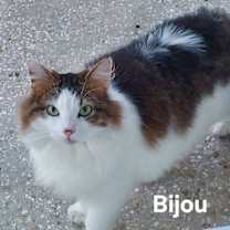Thumbnail photo of Bijou #1