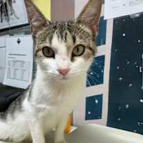 Thumbnail photo of Pixie #2