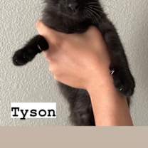 Thumbnail photo of Tyson #3