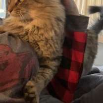 Thumbnail photo of Teddy (Theodore) #2