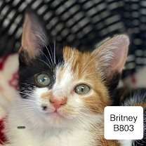 Thumbnail photo of Britney B803 #1