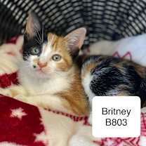 Thumbnail photo of Britney B803 #2