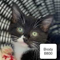 Thumbnail photo of Brody B800 #1