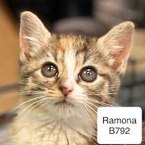 Thumbnail photo of Ramona B792 #1