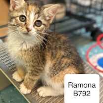 Thumbnail photo of Ramona B792 #2