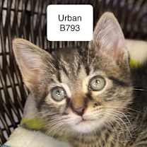 Thumbnail photo of Urban B793 #1