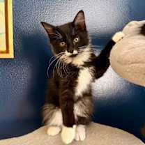 Thumbnail photo of Sal #3