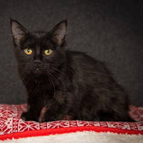 Thumbnail photo of Carla #1