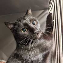 Thumbnail photo of Starfire #2