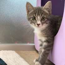 Thumbnail photo of Greenlight #1