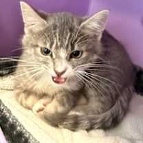 Thumbnail photo of Greenlight #2