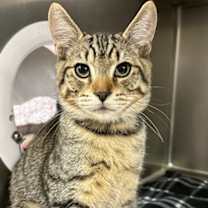 Thumbnail photo of Paxton #1