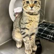 Thumbnail photo of Paxton #2