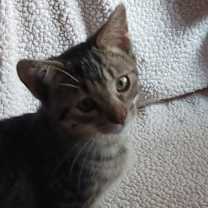 Thumbnail photo of JJ #1