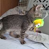 Thumbnail photo of JJ #2