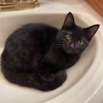 Thumbnail photo of Abbie #2