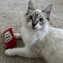 Thumbnail photo of Luke #4