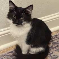 Thumbnail photo of Jazzy #1